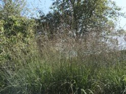 Riesen Pfeifengras 'Karl Foerster' -Günstiges Erd Seele Geschäft riesen pfeifengras karl foerster m009064 w 3