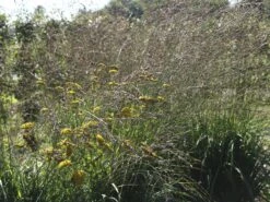 Riesen Pfeifengras 'Karl Foerster' -Günstiges Erd Seele Geschäft riesen pfeifengras karl foerster m009064 w 4