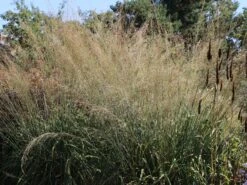 Riesen Pfeifengras 'Transparent' 15 Riesen Pfeifengras 'Transparent' -Günstiges Erd Seele Geschäft riesen pfeifengras transparent m011240 w 0