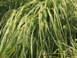 Riesen Pfeifengras 'Transparent' 21 Riesen Pfeifengras 'Transparent' -Günstiges Erd Seele Geschäft riesen pfeifengras transparent m011240 w 1