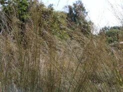 Riesen Pfeifengras 'Transparent' 16 Riesen Pfeifengras 'Transparent' -Günstiges Erd Seele Geschäft riesen pfeifengras transparent m011240 w 2