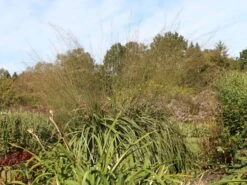 Riesen Pfeifengras 'Transparent' 17 Riesen Pfeifengras 'Transparent' -Günstiges Erd Seele Geschäft riesen pfeifengras transparent m011240 w 4