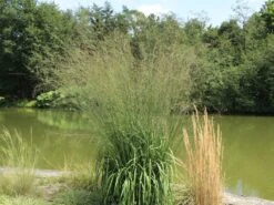 Riesen Pfeifengras 'Transparent' 18 Riesen Pfeifengras 'Transparent' -Günstiges Erd Seele Geschäft riesen pfeifengras transparent m011240 w 5