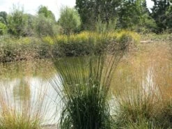 Riesen Pfeifengras 'Transparent' 22 Riesen Pfeifengras 'Transparent' -Günstiges Erd Seele Geschäft riesen pfeifengras transparent m011240 w 6