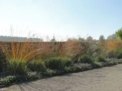 Riesen Pfeifengras 'Transparent' 20 Riesen Pfeifengras 'Transparent' -Günstiges Erd Seele Geschäft riesen pfeifengras transparent m011240 w 7