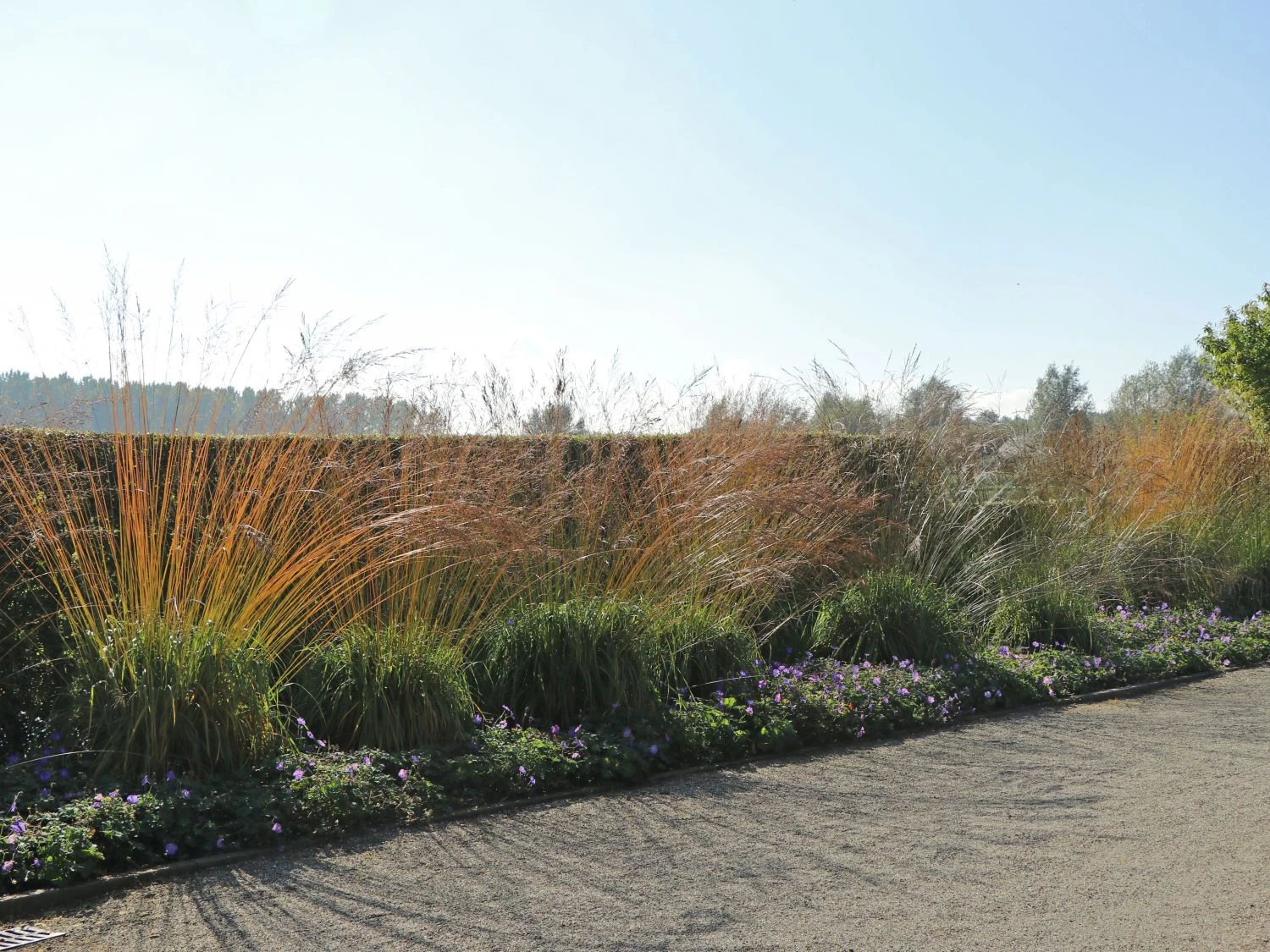 Riesen Pfeifengras 'Transparent' 10 Riesen Pfeifengras 'Transparent' – Bild 8