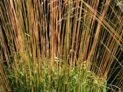 Riesen Pfeifengras 'Transparent' 23 Riesen Pfeifengras 'Transparent' -Günstiges Erd Seele Geschäft riesen pfeifengras transparent m011240 w 8