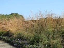 Riesen Pfeifengras 'Transparent' 14 Riesen Pfeifengras 'Transparent' -Günstiges Erd Seele Geschäft riesen pfeifengras transparent m011240 w 9