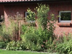 Riesen-Sonnenblume 'Sheila's Sunshine'