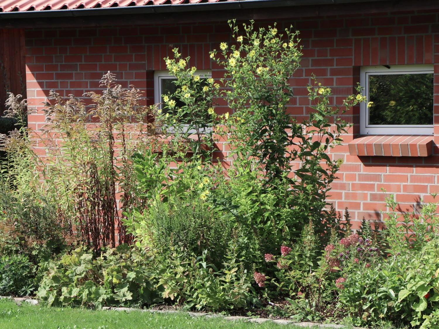 Riesen-Sonnenblume 'Sheila's Sunshine' 3 Riesen-Sonnenblume 'Sheila's Sunshine'