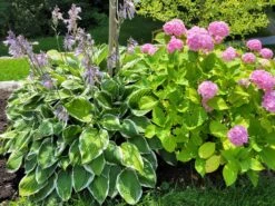 Riesen Weißrand Funkie -Günstiges Erd Seele Geschäft riesen weissrand funkie m058943 1472356 0