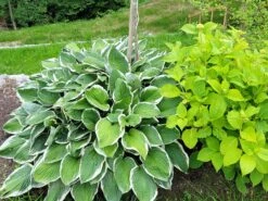 Riesen Weißrand Funkie -Günstiges Erd Seele Geschäft riesen weissrand funkie m058943 1472356 1