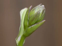 Riesen Weißrand Funkie -Günstiges Erd Seele Geschäft riesen weissrand funkie m058943 w 2