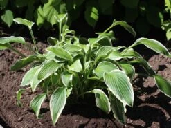 Riesen Weißrand Funkie -Günstiges Erd Seele Geschäft riesen weissrand funkie m058943 w 3