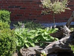 Riesen Weißrand Funkie -Günstiges Erd Seele Geschäft riesen weissrand funkie m058943 w 4