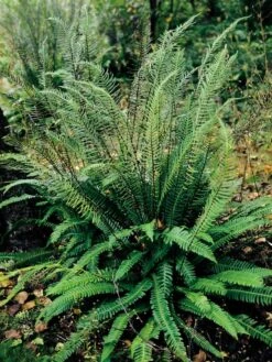 Rippenfarn -Günstiges Erd Seele Geschäft rippenfarn m009160 w 0