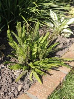 Rippenfarn -Günstiges Erd Seele Geschäft rippenfarn m009160 w 1