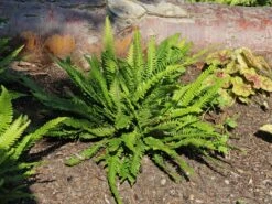 Rippenfarn -Günstiges Erd Seele Geschäft rippenfarn m009160 w 2