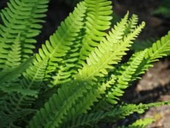 Rippenfarn -Günstiges Erd Seele Geschäft rippenfarn m009160 w 3