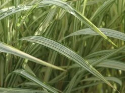 Rohr-Glanzgras 'Feesey' -Günstiges Erd Seele Geschäft rohr glanzgras feesey m059861 w 0