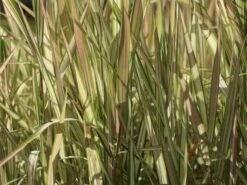 Rohr-Glanzgras 'Feesey' -Günstiges Erd Seele Geschäft rohr glanzgras feesey m059861 w 1