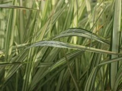 Rohr-Glanzgras 'Feesey' -Günstiges Erd Seele Geschäft rohr glanzgras feesey m059861 w 2