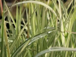 Rohr-Glanzgras 'Feesey' -Günstiges Erd Seele Geschäft rohr glanzgras feesey m059861 w 3