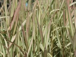 Rohr-Glanzgras 'Feesey' -Günstiges Erd Seele Geschäft rohr glanzgras feesey m059861 w 5