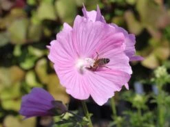 Sigmarskraut 'Fastigiata'