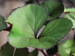 Rotblättriger Strauß Goldkolben 'Moorblut' -Günstiges Erd Seele Geschäft rotblaettriger strauss goldkolben moorblut m010956 w 1