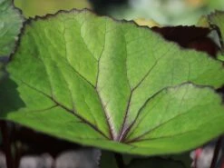 Rotblättriger Strauß Goldkolben 'Moorblut' -Günstiges Erd Seele Geschäft rotblaettriger strauss goldkolben moorblut m010956 w 2
