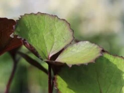 Rotblättriger Strauß Goldkolben 'Moorblut' -Günstiges Erd Seele Geschäft rotblaettriger strauss goldkolben moorblut m010956 w 3