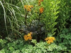 Rotblättriger Strauß Goldkolben 'Moorblut' -Günstiges Erd Seele Geschäft rotblaettriger strauss goldkolben moorblut m010956 w 4