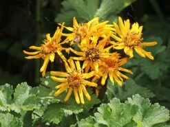 Rotblättriger Strauß Goldkolben 'Moorblut' -Günstiges Erd Seele Geschäft rotblaettriger strauss goldkolben moorblut m010956 w 5