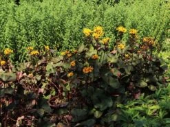 Rotblättriger Strauß Goldkolben 'Moorblut' -Günstiges Erd Seele Geschäft rotblaettriger strauss goldkolben moorblut m010956 w 6