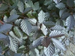 Günstiges Erd Seele Geschäft 31 Rotbuche 'Long Red'