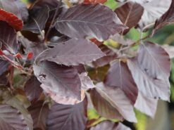 Rotbuche 'Long Red' -Günstiges Erd Seele Geschäft rotbuche long red m074233 w 0