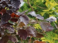 Rotbuche 'Long Red' -Günstiges Erd Seele Geschäft rotbuche long red m074233 w 1