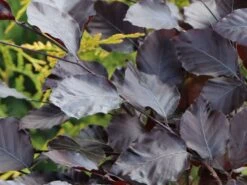 Günstiges Erd Seele Geschäft -Günstiges Erd Seele Geschäft rotbuche long red m074233 w 2