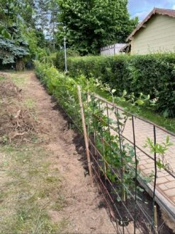 Rotbuche -Günstiges Erd Seele Geschäft rotbuche m000028 1325271 0