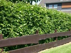 Günstiges Erd Seele Geschäft 25 Rotbuche