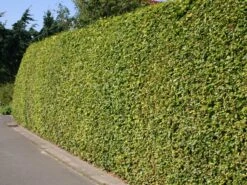 Rotbuche -Günstiges Erd Seele Geschäft rotbuche m000028 w 0