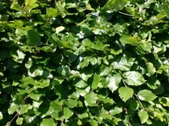 Rotbuche -Günstiges Erd Seele Geschäft rotbuche m000028 w 1