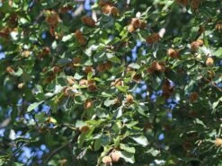 Rotbuche -Günstiges Erd Seele Geschäft rotbuche m000028 w 10