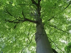 Rotbuche -Günstiges Erd Seele Geschäft rotbuche m000028 w 11