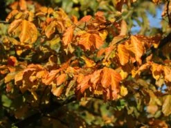 Rotbuche -Günstiges Erd Seele Geschäft rotbuche m000028 w 13