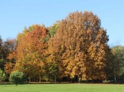 Rotbuche -Günstiges Erd Seele Geschäft rotbuche m000028 w 14