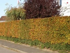 Rotbuche -Günstiges Erd Seele Geschäft rotbuche m000028 w 2