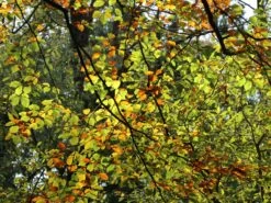 Rotbuche -Günstiges Erd Seele Geschäft rotbuche m000028 w 6