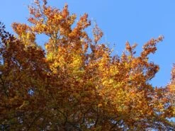 Rotbuche -Günstiges Erd Seele Geschäft rotbuche m000028 w 7